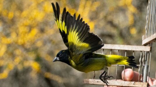 Un safari fotográfico urbano de aves y mariposas, para darte una vuelta por Córdoba en verano