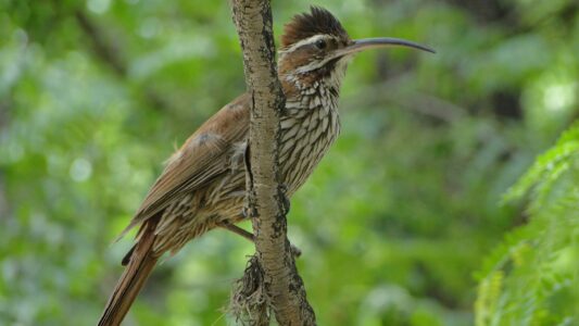 Sitios para observar y fotografiar aves en el área metropolitana