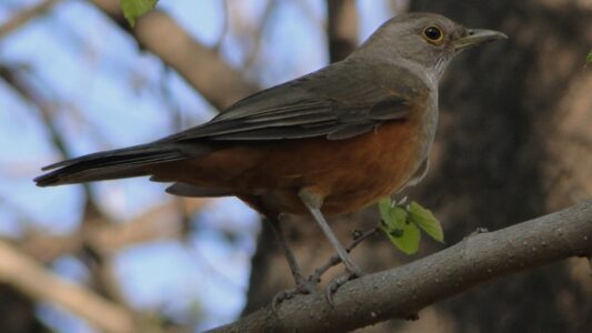 Observación de aves en Córdoba: actividad ideal para el verano